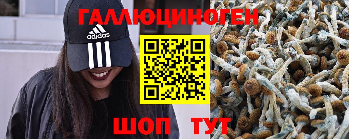 Псилоцибиновые грибы GOLDEN TEACHER Камень-на-Оби